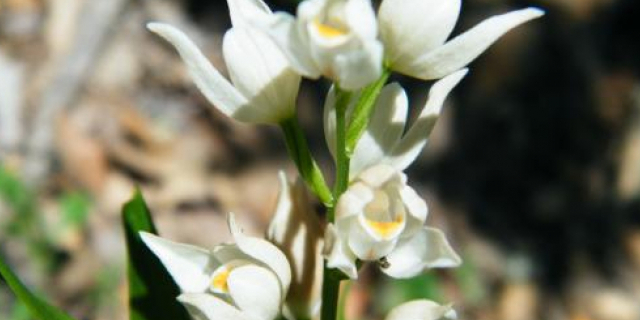 На Львівщині розквітли найрідкісніші орхідеї в Європі
