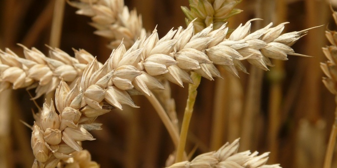 Україна увійде до топ-5 світових експортерів зерна – прогноз