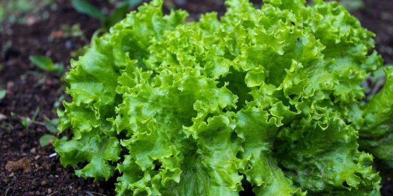 Голландець організував на Сумщині бізнес із вирощування салату
