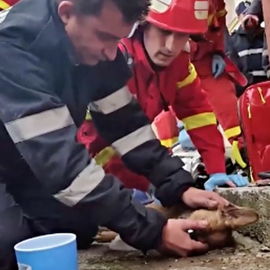 Румунський пожежний, що оживив собаку, став зіркою Facebook
