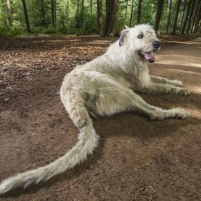 У Бельгії собака встановив світовий рекорд завдяки довгому хвосту (відео)
