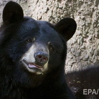 На Алясці ведмідь убив 16-річного бігуна, коли той зупинився написати смс