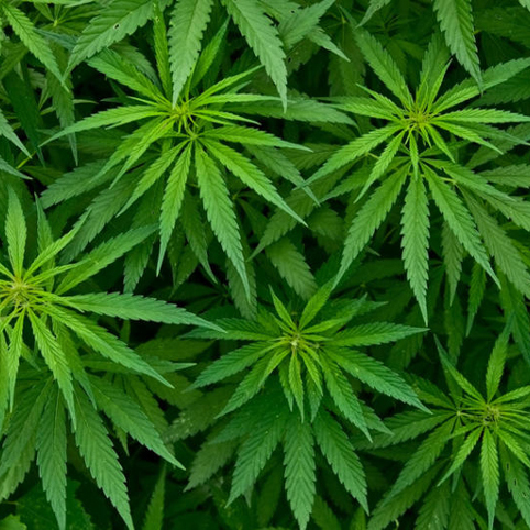 У Польщі легалізували медичну марихуану