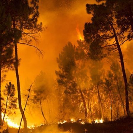 В Італії добровольці, які допомагали пожежникам, підпалювали ліс, щоб отримати роботу