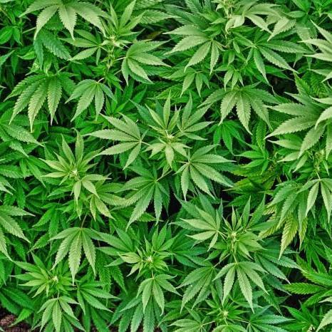 У Грузії скасували заборону на вживання марихуани