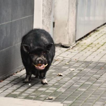 В центрі Донецька із бару втекла свиня (фото)