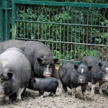 На Миколаївщині свині загризли чоловіка