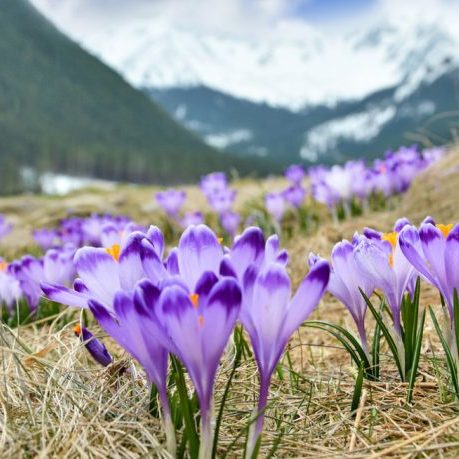 Весна на порозі: 7 туристичних місць в Україні, які вражають квітами (фото)