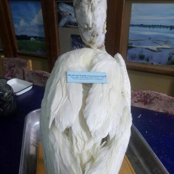 У музеї Києва в опудалі пелікана знайшли записку 1845 року (фото)