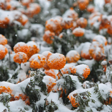 Сьогодні очікується сніг майже по всій Україні