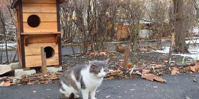 У Чорноморську з'явилися будиночки для котів-безхатченків (фото)