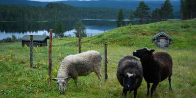 Робота пастухом в Лапландії користується шаленою популярністю - вже подано понад 11 тис. заявок