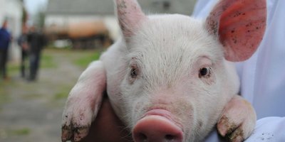 У Харкові на стихійному звалищі знайдено трупи свиней, заражених АЧС