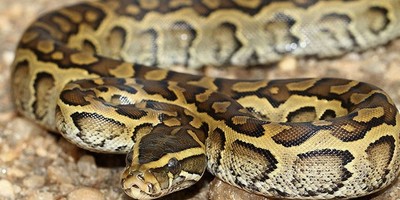 До Дня Валентина в Австралії розігрують можливість назвати змію ім'ям колишньої другої половинки