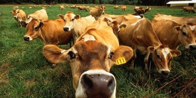 У Британії розпочав роботу сервіс для он-лайн «знайомств» великої рогатої худоби