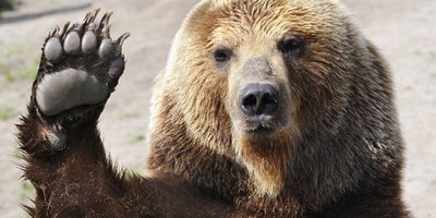 У США пропонують на честь 14 лютого «згодувати колишніх ведмедям»