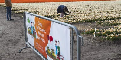 Нідерландські фермери - туристам: не топчіть наші тюльпани