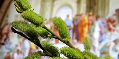 Вербна неділя: традиції свята