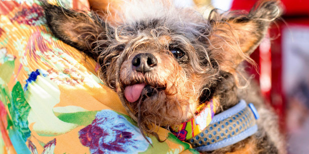 В США обрали найгидкішу собаку в світі (фото)