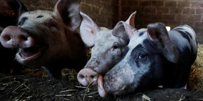 На Львівщині зафіксували нові спалахи чуми свиней