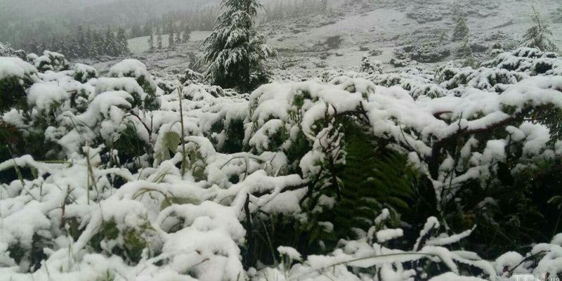 У Карпатах випав перший сніг (фото)