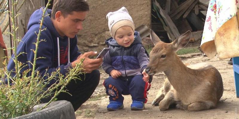 Сім'я в Одеській області прихистила знайденого оленятка (відео)