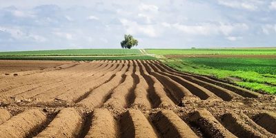 Закон про ринок землі планують ухвалити у грудні — голова партії «Слуга народу»