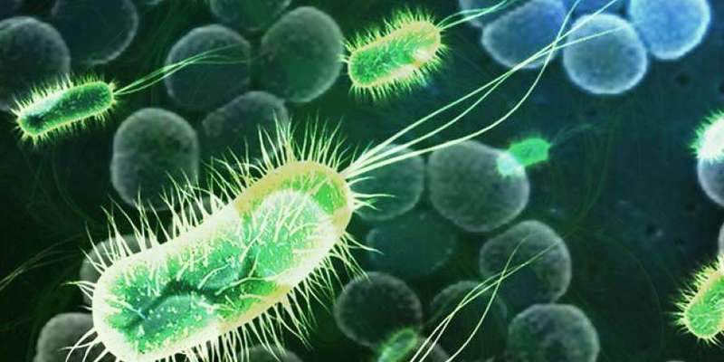 Знайдені мікроорганізми можуть вирішити проблеми людства - забруднення навколишнього середовища