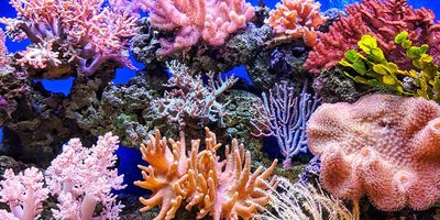 Закислення океанів може знищити місця існування коралових рифів до 2100 року — дослідження