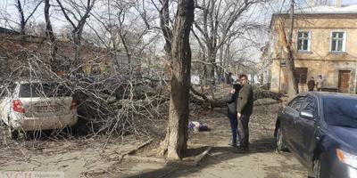 В Одесі через сильний вітер на жінку впало дерево, вона загинула: фото