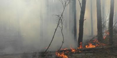 На Житомирщині разом з сухою травою спалили сільську раду
