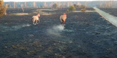 У Чорнобильському заповіднику розповіли, як від пожеж постраждали рослини і тварини