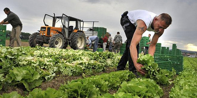 В Україні обвалились ціни на свіжі овочі через закриті ринки