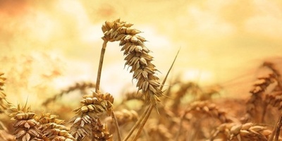 Пшениця може стати другою нафтою на найближчі роки – експерт